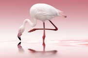 Papermoon Fototapete »Photo-Art DORIS REINDL, FLAMINGO«, Vliestapete, hochwertiger Digitaldruck, inklusive Kleister