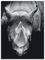 Artland Wandbild »Das Nashorn«, Wildtiere, (1 St.), in vielen Grössen & Produktarten - Alubild / Outdoorbild für den Aussenbereich, Leinwandbild, Poster, Wandaufkleber / Wandtattoo auch für Badezimmer geeignet