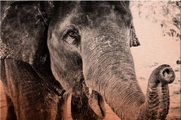Alu-Dibond-Druck »Indian Elephant«