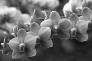 Papermoon Fototapete »Blumen Schwarz & Weiss«, Vliestapete, hochwertiger Digitaldruck, inklusive Kleister