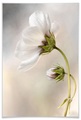 Wall-Art Poster »Cosmos«, Schriftzug, (1 St.)