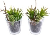 Botanic-Haus Künstliche Zimmerpflanze »Sukkulenten Arrangement im Glas«, (Set, 2 St.)