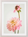Komar Bild mit Rahmen »Floral Delights«, (1 St.), Hochwertigen Echtholzrahmen. FSC zertifiziert, was eine nachhaltige Forstwirtschaft garantiert.