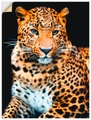 Artland Wandbild »Wütender wilder Leopard«