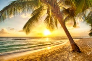 Papermoon Fototapete »Barbados Palm Beach«