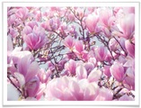 Wall-Art Poster »Magnolienbaum«, Baum, (1 St.)