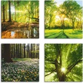 Artland Leinwandbild »Wald Bach Frühling Windrosen Sonne Baum«