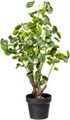 Creativ green Künstliche Zimmerpflanze »Dracaena draco«, (1 St.), im Topf