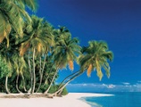 Papermoon Fototapete »Tropical Palms«
