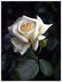 Artland Glasbild »Weiss-gelbe Rose«