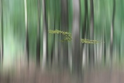 Papermoon Fototapete »Photo-Art HUIB LIMBERG, SUMMERMHERING«, Vliestapete, hochwertiger Digitaldruck, inklusive Kleister
