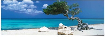 Reinders! Poster »Tom Mackie divi divi Baum«, (1 St.)