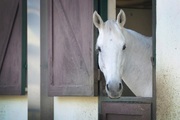 Papermoon Fototapete »PFERD-TIERE PFERDE PFERDEKOPF PONY WANDTAPETE WANDDEKO«, Vliestapete, hochwertiger Digitaldruck, inklusive Kleister