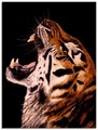 Artland Glasbild »Tiger«