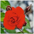 Artland Glasbild »Rote Rosenblüte mit Knospen«