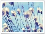 Wall-Art Poster »Wind im Gras«, Landschaften, (1 St.)