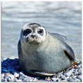 Artland Glasbild »Robbe am Strand von Helgoland«
