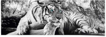 Reinders! Poster »Tigerblick«, (1 St.)