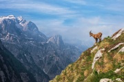 Papermoon Fototapete »Photo-Art ALES KRIVEC, ALPINE IBEX IN DEN BERGEN«, Vliestapete, hochwertiger Digitaldruck, inklusive Kleister