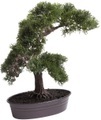 Botanic-Haus Kunstbonsai »Cedern Bonsai«, (1 St.)