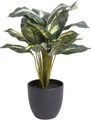 Botanic-Haus Künstliche Zimmerpflanze »Dieffenbachia«