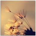 Artland Glasbild »Pusteblume Goldfarbenene Schirmchen«