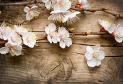Papermoon Fototapete »Blumen auf Holz«, Vliestapete, hochwertiger Digitaldruck, inklusive Kleister