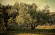Papermoon Fototapete »BÄUME-NATUR LANDSCHAFT WALD BAUM PFLANZEN WANDBILD XXL«, Vliestapete, hochwertiger Digitaldruck, inklusive Kleister