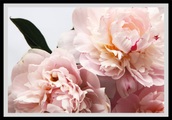 queence Bild »Runa«, Blumen, Rosen, gerahmt