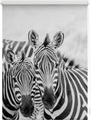 Seitenzugrollo, Lichtblick, »Zebra«, Klemmfix, Kettenzug, Lichtschutz, Fixmass, ohne Bohren