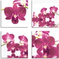 Artland Leinwandbild »Phalaenopsis Orchidee«