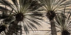 QUEENCE Holzbild »Vintage Palmen«, 40x80 cm Echtholz