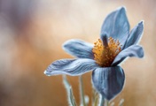 Papermoon Fototapete »Photo-Art MANDY DISHER, PASQUE«, Vliestapete, hochwertiger Digitaldruck, inklusive Kleister