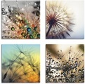 Artland Leinwandbild »Pusteblume,Nahaufnahme Löwenzahn«