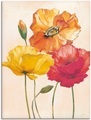 Artland Wandbild »Bunte Mohnblumen I«, Blumenbilder, (1 St.), in vielen Grössen & Produktarten - Alubild / Outdoorbild für den Aussenbereich, Leinwandbild, Poster, Wandaufkleber / Wandtattoo auch für Badezimmer geeignet