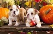 Papermoon Fototapete »BULLDOG-TIERE HUND BULLDOGE HUNDE WANDDEKO WANDBILD XXL«, Vliestapete, hochwertiger Digitaldruck, inklusive Kleister