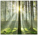 Artland Küchenrückwand »Wald im Gegenlicht«