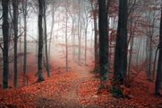 QUEENCE, queence Leinwandbild »Herbstwald«, Bäume-Baumbilder, (1 St.), Akustikbild mit sehr guten Schallabsorptions-Eigenschaften