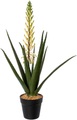 Creativ green Künstliche Zimmerpflanze »Aloe mit Blüte im Topf«, (1 St.)