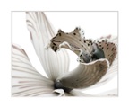 queence Bild »Herkules«, Blumen, Rosen, gerahmt