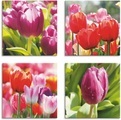 Artland Leinwandbild »Frühling und Tulpen«