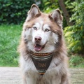 Personalisiertes Halstuch für Hunde und Katzen
