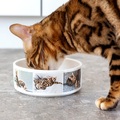 Futternapf