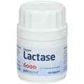 Enzym Lactase 6000 FCC Kapseln