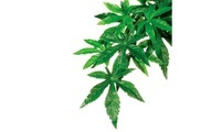 Exo Terra Jungle Plant Abuliton, medium