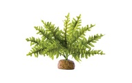 Exo Terra, Exo Terra Boston Fern Gr.S