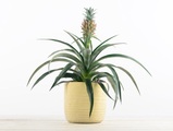 Zimmerpflanze Zierananas, Ø12cm