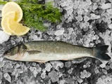 Culmarex, Wolfsbarsch (Loup de Mer) ganz, ausgenommen, ca. 275g