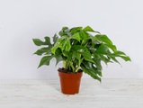 Hasler Pflanzen, Zimmerpflanze Monstera Minima, Ø12cm