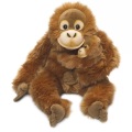 Orang-Utan mit Baby